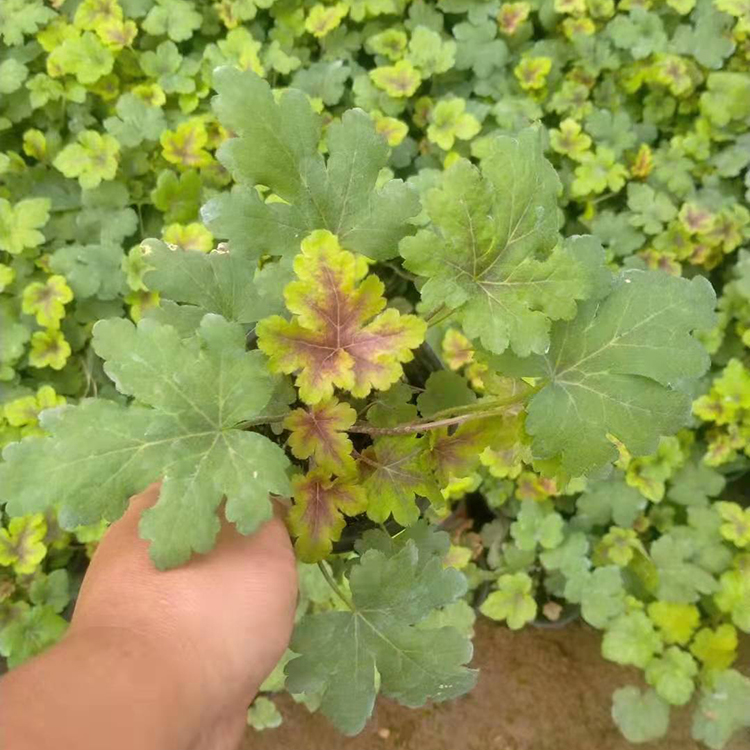 观赏盆栽 肾形草 青州矾根供货商