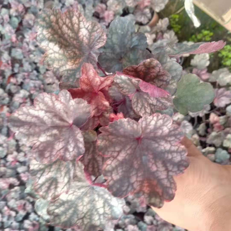 养护温度10-30℃ 矾根盆栽 山东矾根种植基地