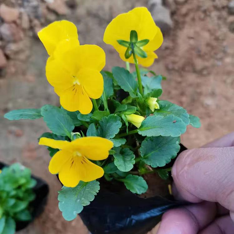 角堇批发商 花色漂亮 价格优惠 咨豪花卉苗木批发