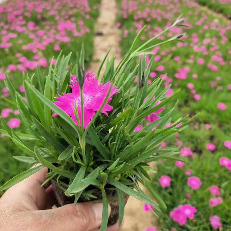 订购报价 粉花欧石竹欧石竹供货商