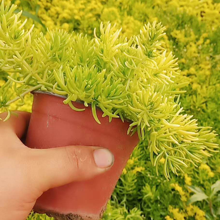 金叶佛甲草 价格从优 青州黄金条培育