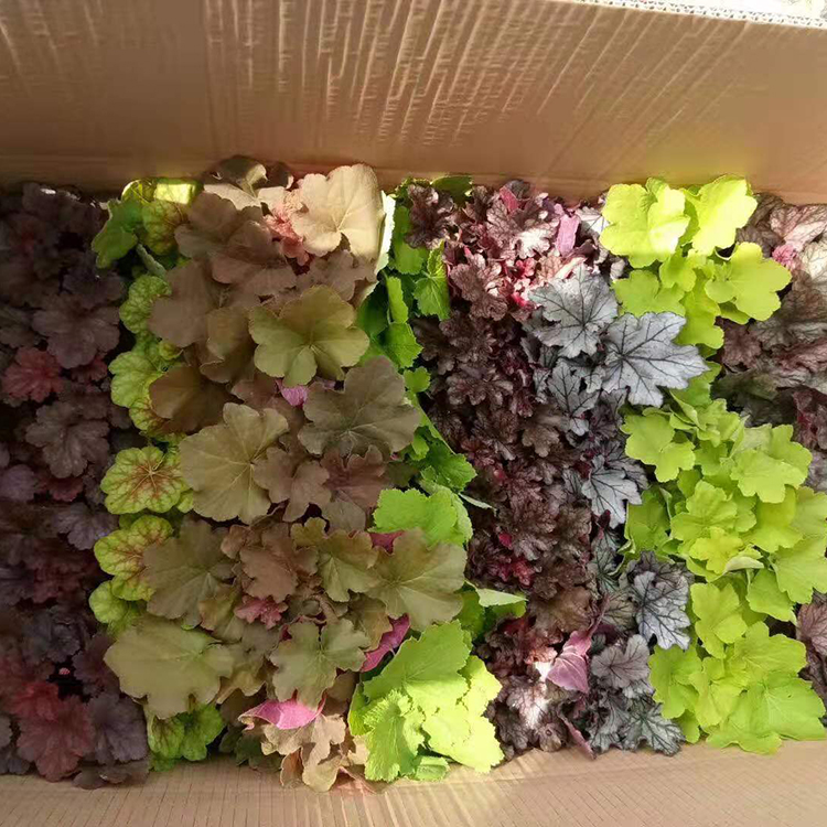 可与其他植物混植 肾形草 青州矾根供货商