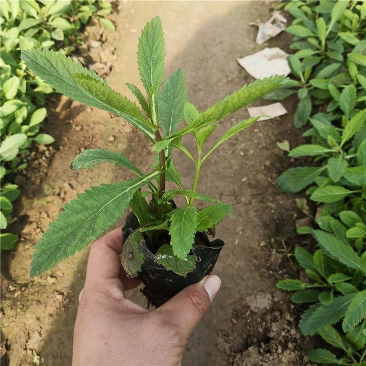 基地直销马鞭草 柳叶马鞭草供应商 马鞭草种植基地