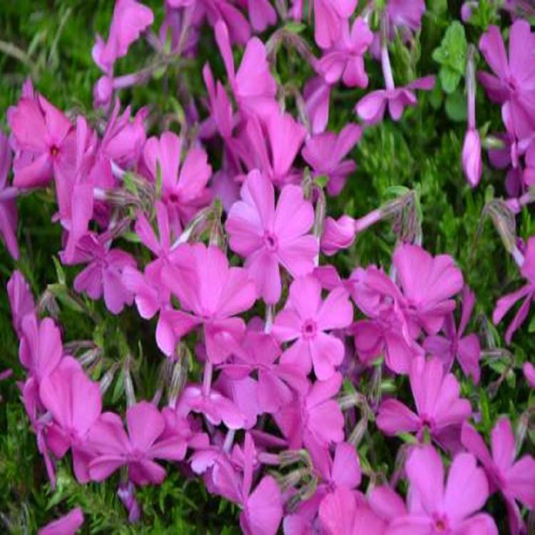 福禄考批发基地 青州福禄考种苗价格 优价直销观花福禄考