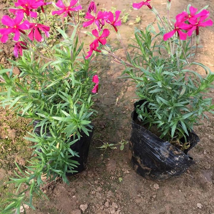 福禄考 双亚福禄考小苗大量种植