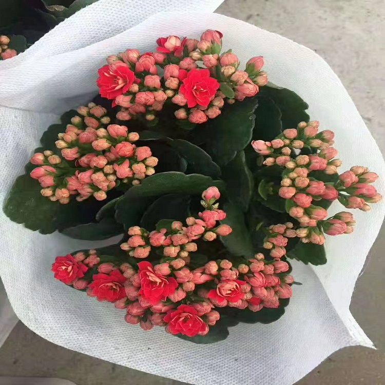 长寿花 多种花色长寿花种苗