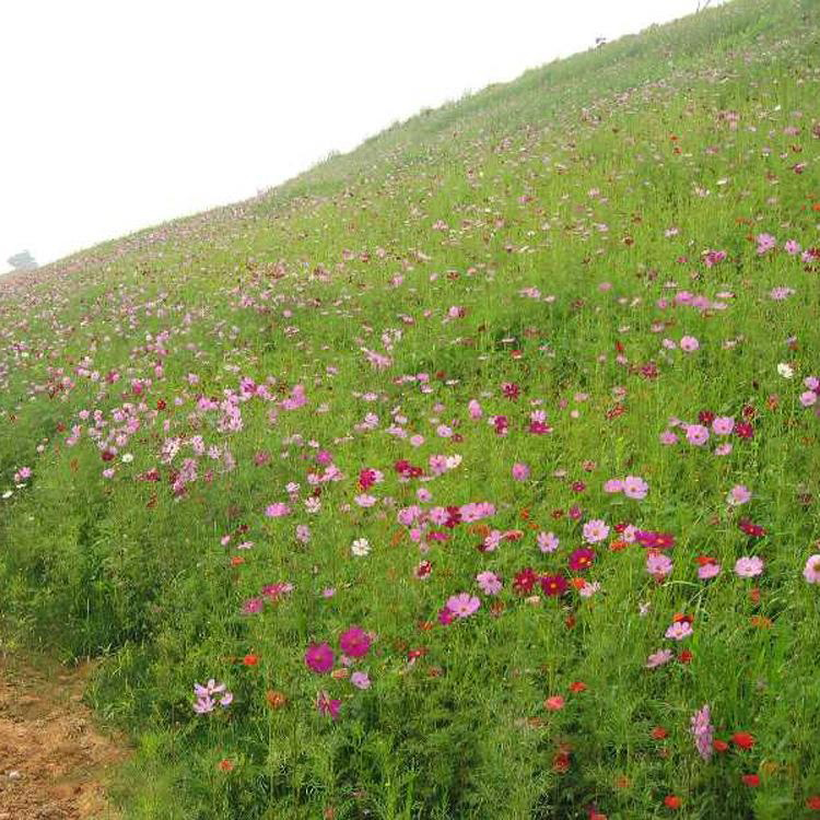 格桑花