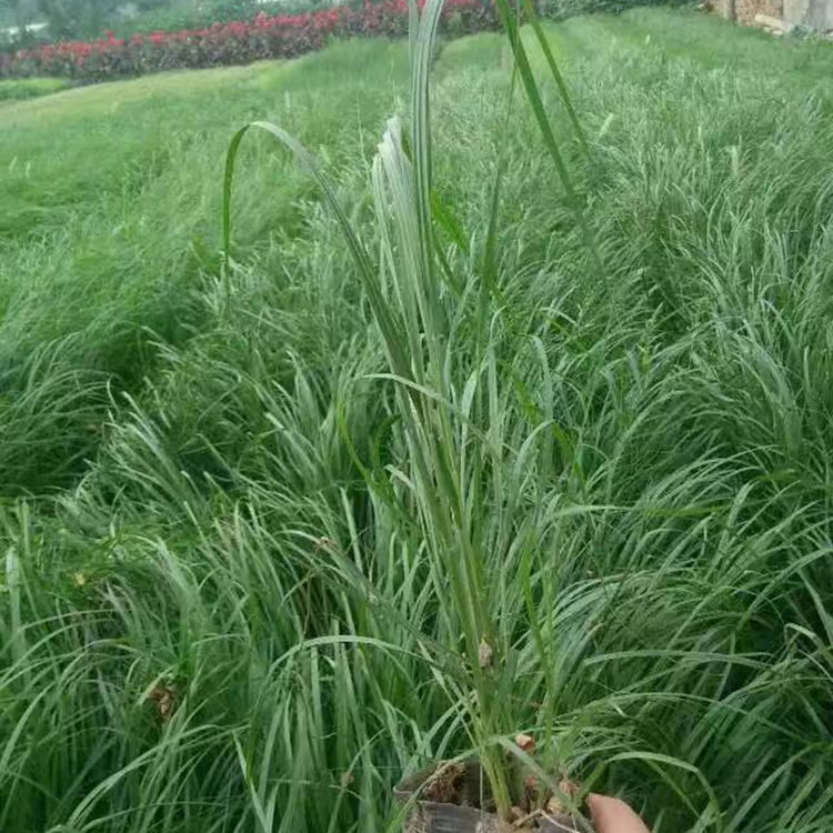 狼尾草 树庆基地直销狼尾草小苗 狼尾草价格