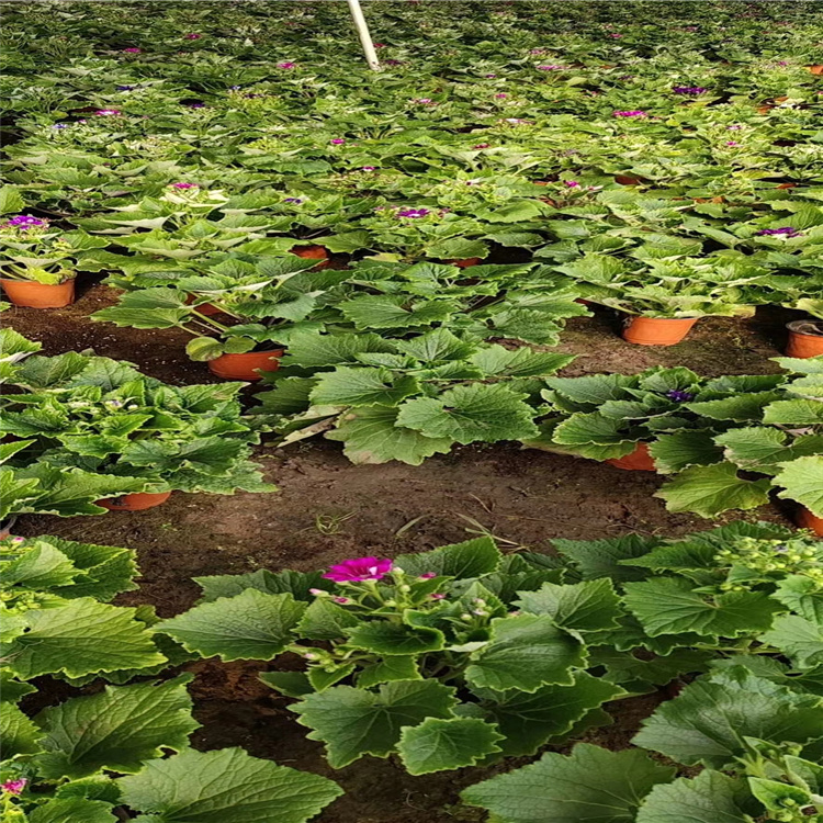 瓜叶菊 出售瓜叶菊 苗圃供应瓜叶菊 批发瓜叶菊