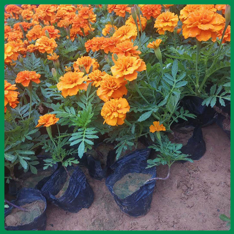 孔雀草基地 孔雀草花苗 批售 孔雀草种植
