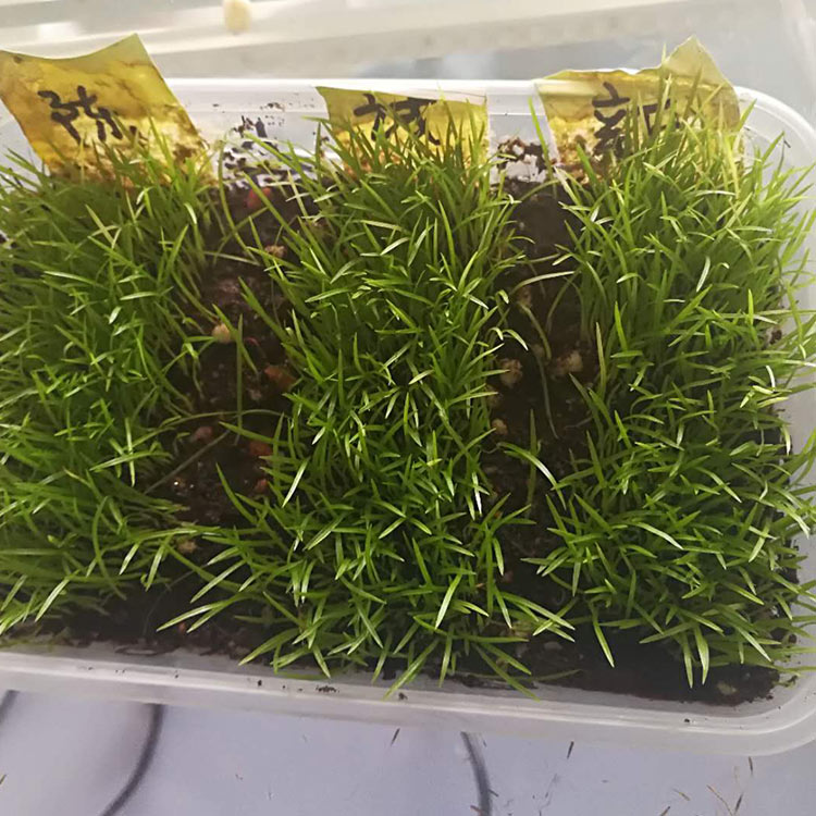 浩菲批发青绿苔草种子 欢迎购买