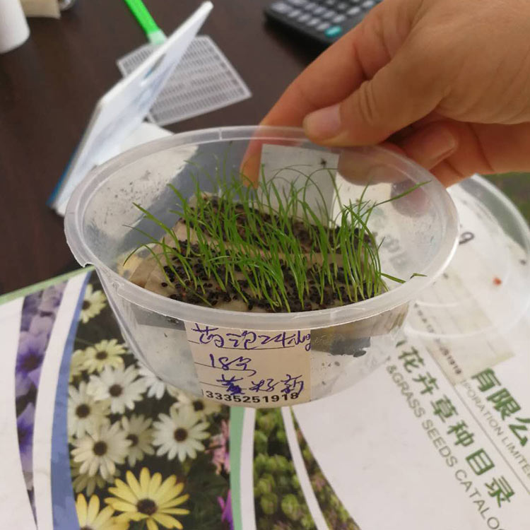 青绿苔草种子 浩菲批发 地被绿化草供应