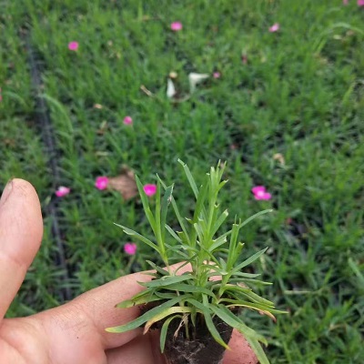 观赏花卉欧石竹 欧石竹盆栽 室内观赏盆栽欧石竹小苗