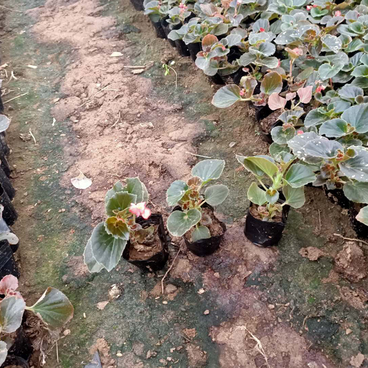 四季海棠批发 山东四季海棠小皮桶 自产自销