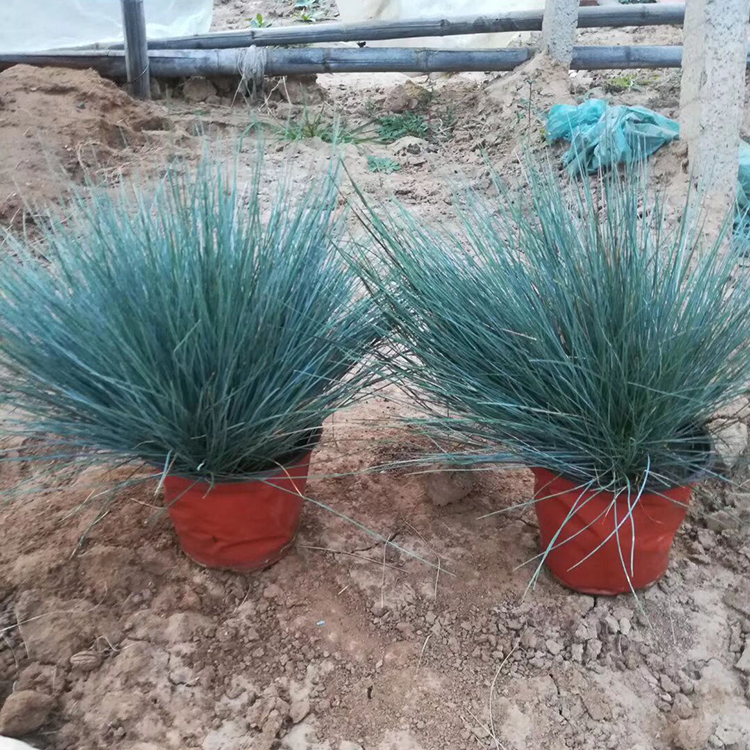 常绿草本植物蓝羊茅批发 山东蓝羊茅种植基地 森瑜