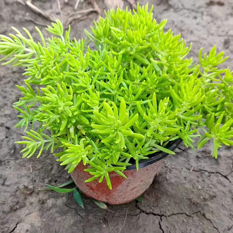 黄金佛甲草价格 青州草花 佛甲草小苗 快来选购吧