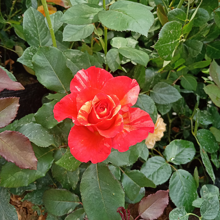 庭院花卉 大花香水月季 月季报价