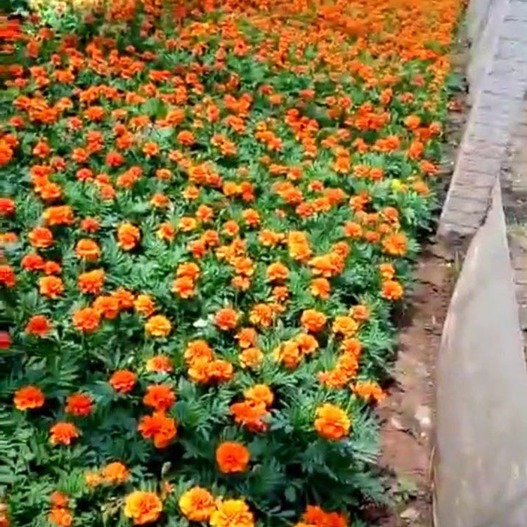 带花苞孔雀草 孔雀草培育 一年生宿根草花 苗圃批发