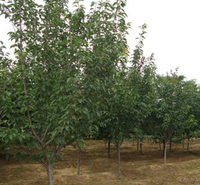 樱桃树行情 果树苗采购基地 山东樱桃树小苗