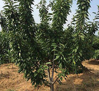 樱桃树 好苗售卖地 青州樱桃树供货商