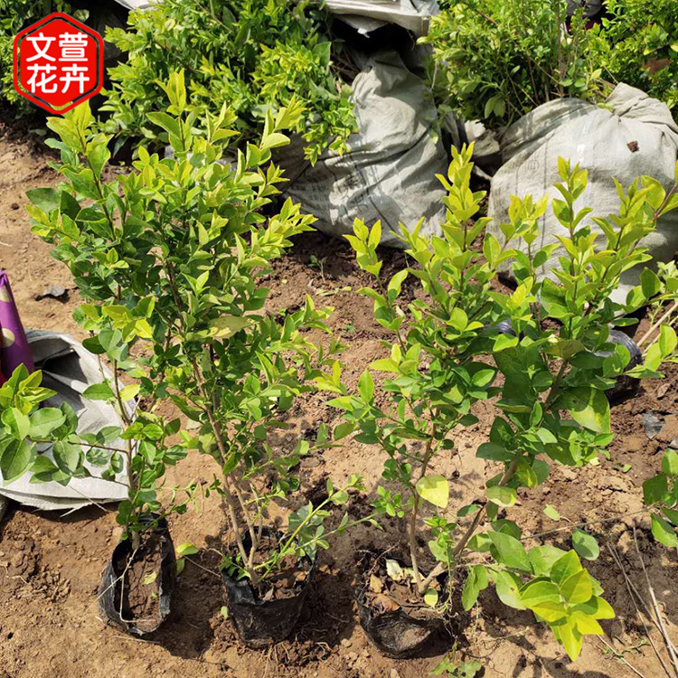 苗圃基地批发 金叶女贞苗 金叶女贞行情