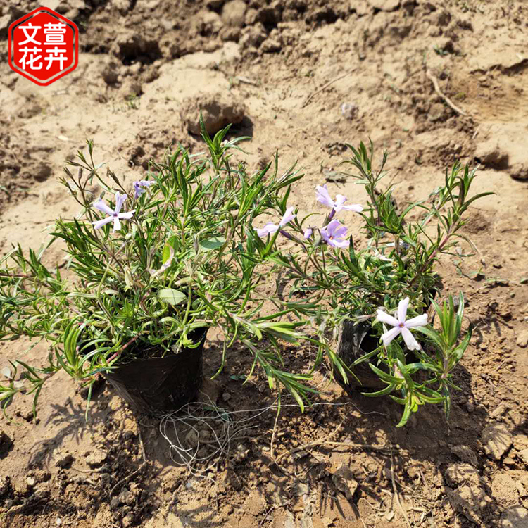 紫色福禄考供货商 文萱批发花卉苗木 山东地被福禄考