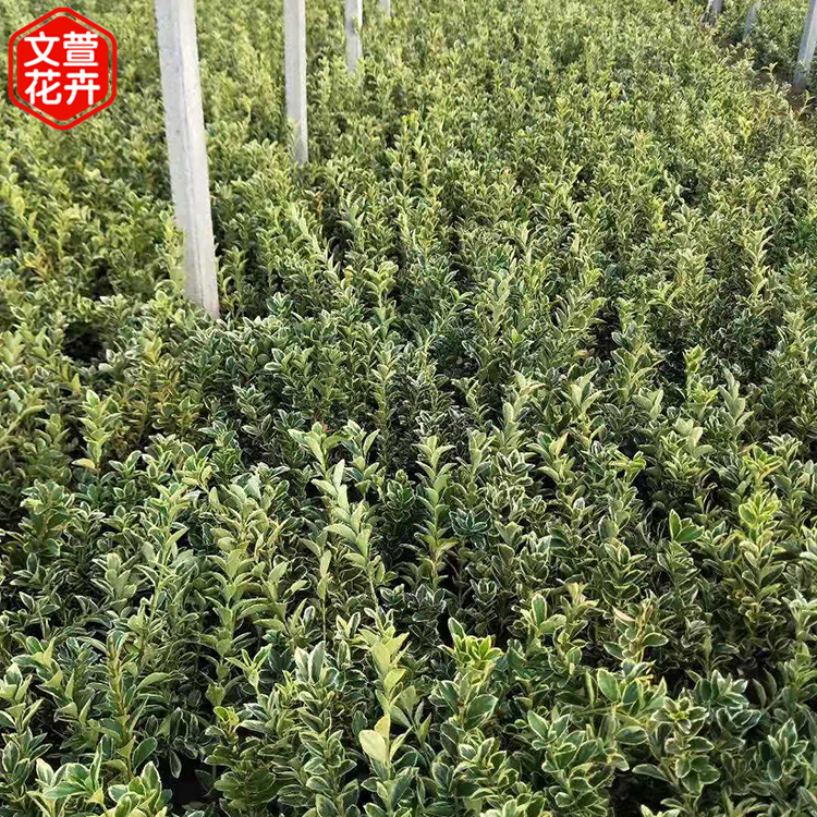 金边黄杨种植基地 青州金边黄杨苗 绿化苗批发