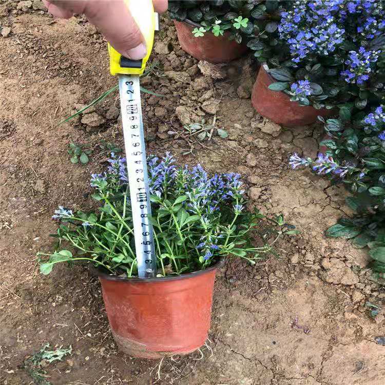 筋骨草批发 筋骨草苗圃出售 筋骨草价格