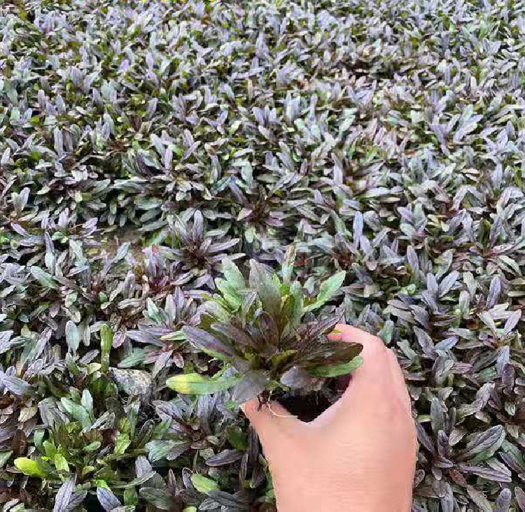 筋骨草