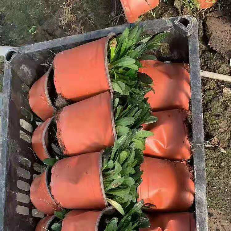 山东筋骨草价格 白毛苦夏草价格