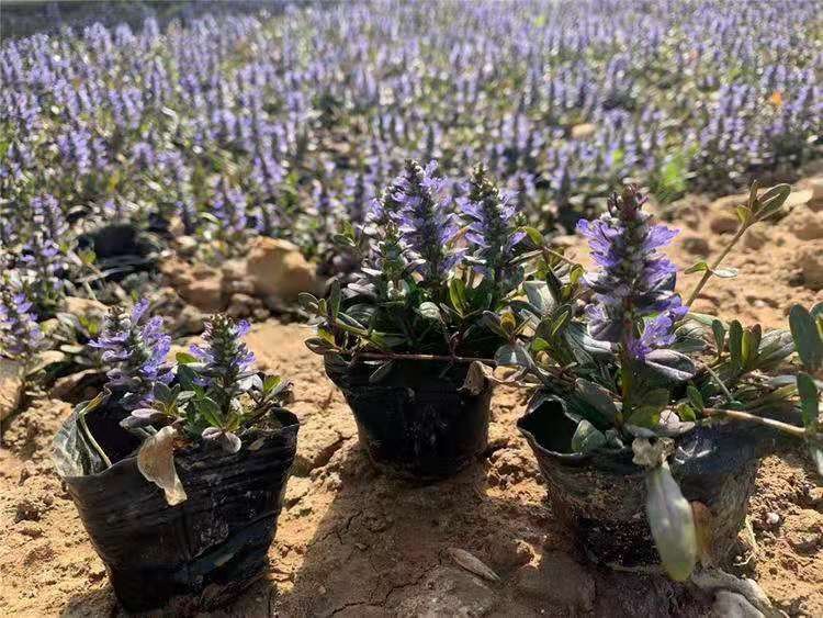 山东筋骨草基地 全国发货筋骨草 营养杯筋骨草价格 顺和花卉