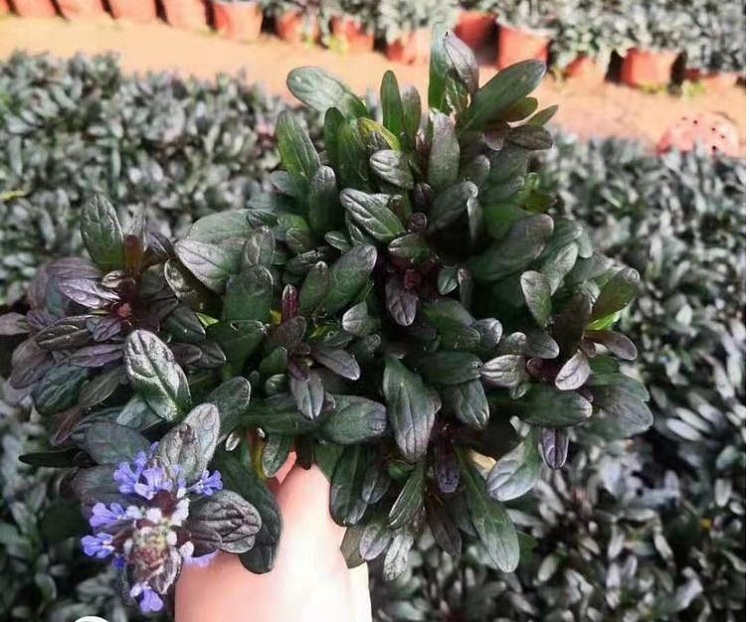 筋骨草 筋骨草供应价格