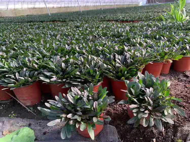 日本多花筋骨草 多花筋骨草价格 青州筋骨草基地