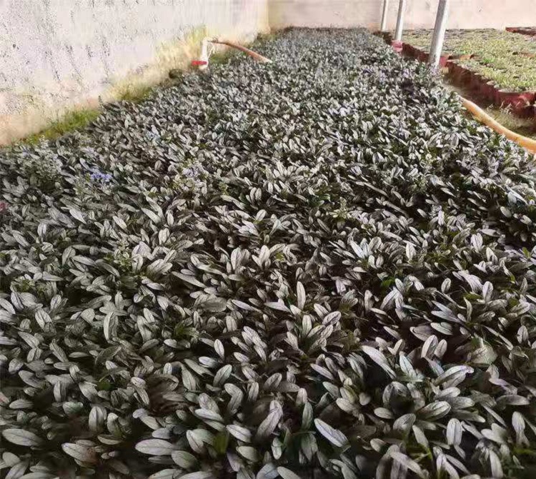  顺和花卉多花筋骨草 山东筋骨草价格
