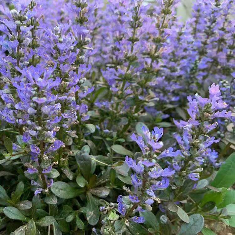 基地种植筋骨草小苗 山东筋骨草小苗 筋骨草价格