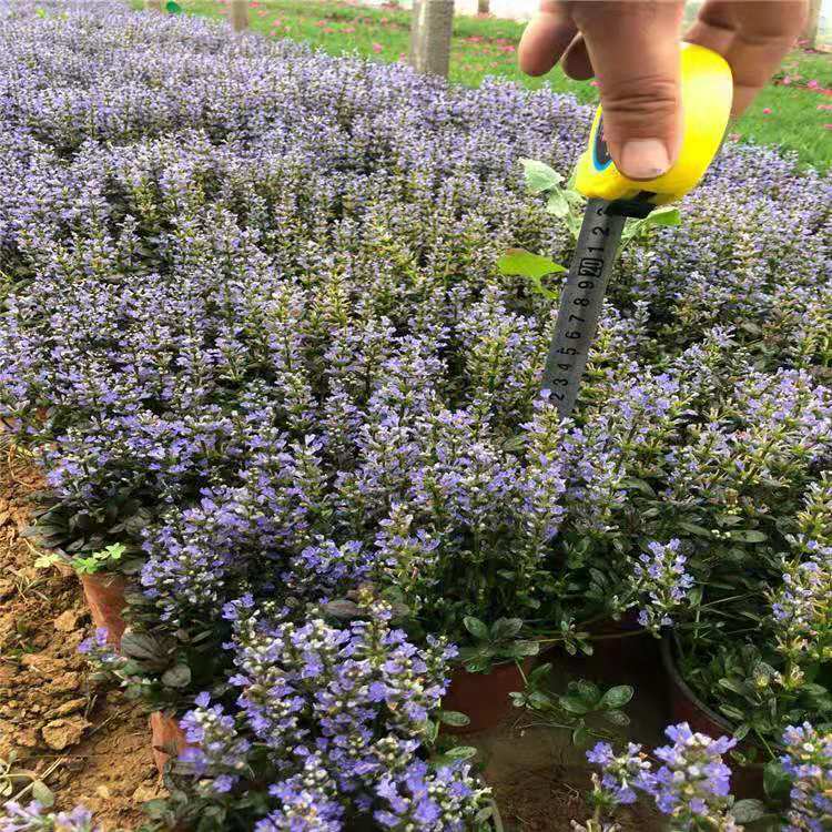 筋骨草批发 筋骨草苗圃出售 四川筋骨草价格