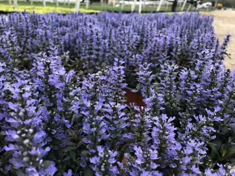 日本多花筋骨草 多花筋骨草批发 青州筋骨草基地