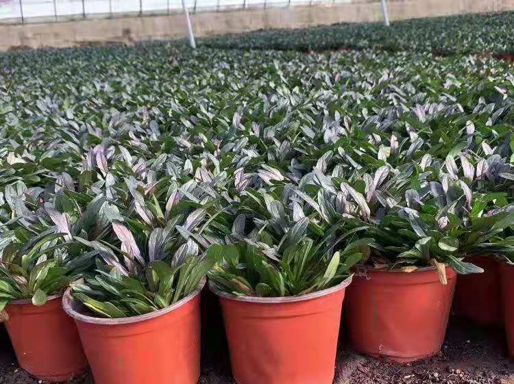 筋骨草 日本多花筋骨草 多花筋骨草价格 青州筋骨草基地