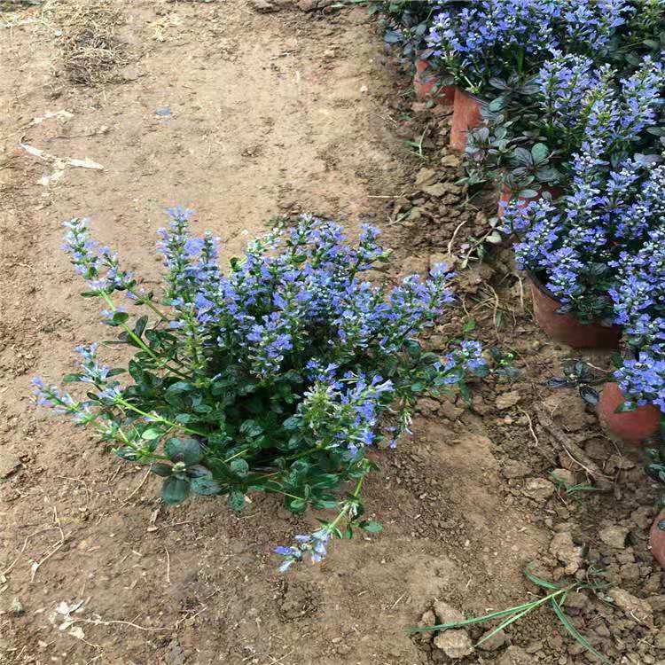  基地种植筋骨草 筋骨草价格
