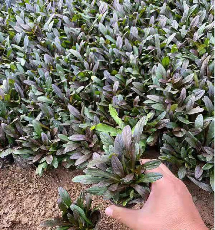 山东筋骨草基地 筋骨草供应价格 山西筋骨草基地