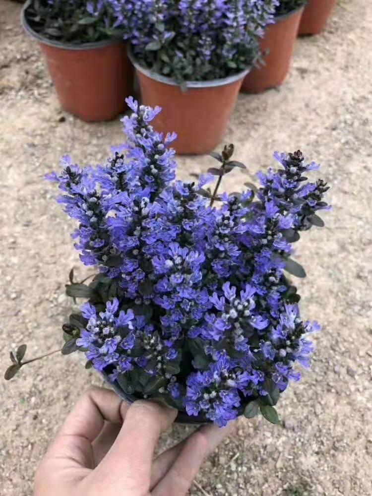 筋骨草 筋骨草种植