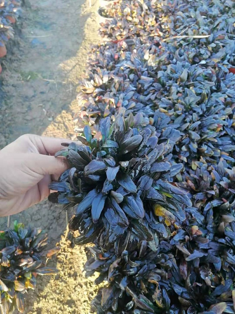 筋骨草批发 