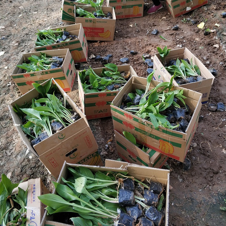 顺和shunhe_基地批发紫花玉簪苗_成活好_量大从优