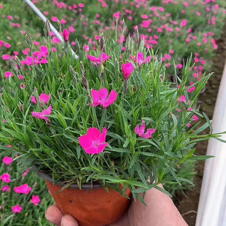 基地直销欧石竹 苏鹏花卉基地批发 欧石竹供应