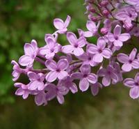 青州丁香苗  丛生丁香花  丁香花卉批发 欢迎咨询
