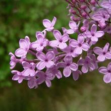 青州丁香苗  丛生丁香花  丁香花卉批发 欢迎咨询