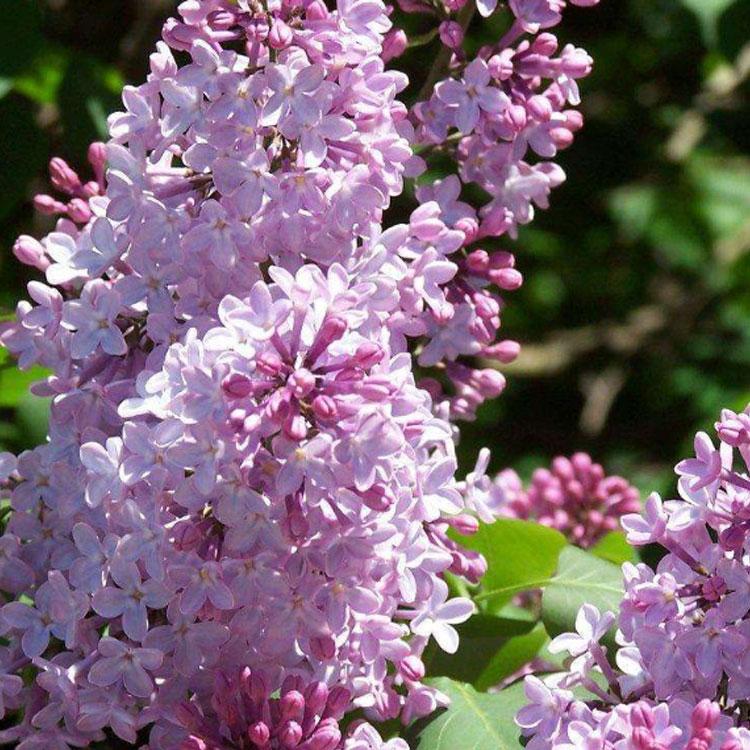 青州丁香苗  丛生丁香花  丁香花卉价格 品种齐全