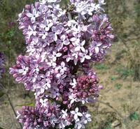 青州丁香  丛生丁香  丁香花卉批发 欢迎咨询