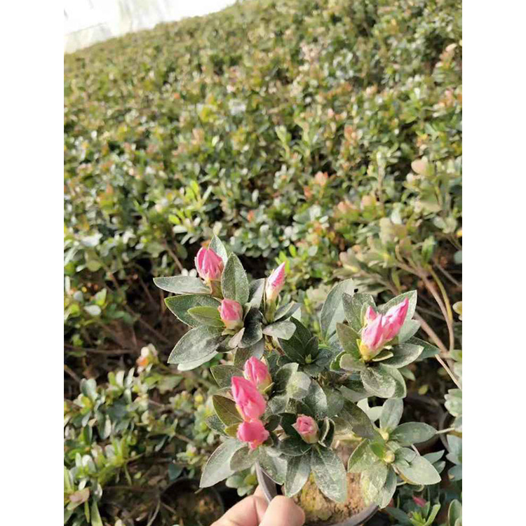 苗圃石岩杜鹃花卉  毛杜鹃  杜鹃苗子价格 价格实惠