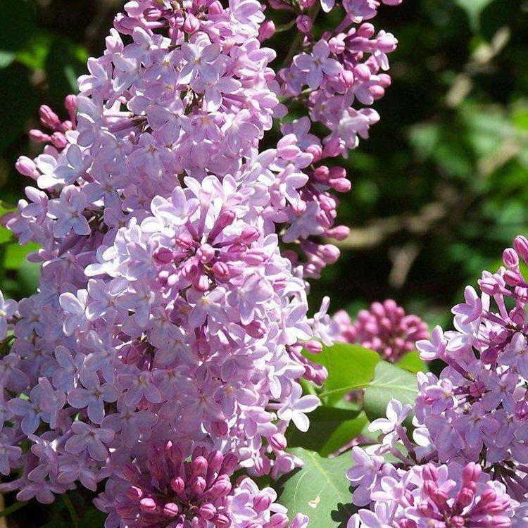 河南丁香苗  丛生丁香花  丁香花卉批发 品种齐全
